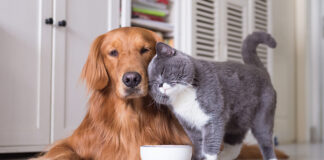 New survey: Owners continue to want the best for their pets
