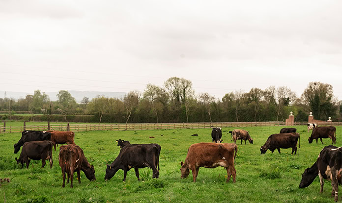 New trial presents promising results for methane reducing product