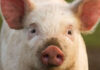 New trial shows effects of Stalosan F for piglets