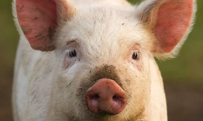New trial shows effects of Stalosan F for piglets