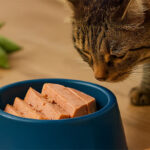 New trials highlight faba bean protein for wet pet food