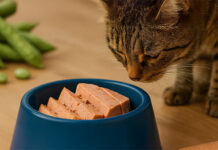 New trials highlight faba bean protein for wet pet food