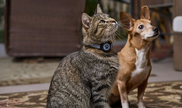 New white paper highlights role of dietary biotics in pet gut health