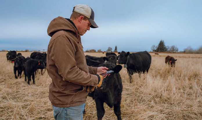 Nofence raises $35M to expand virtual fencing in livestock farming