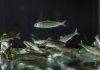 Nofima conference to focus on future of smolt production