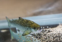 Nofima study shows zinc coating enhances digestibility in salmon feed