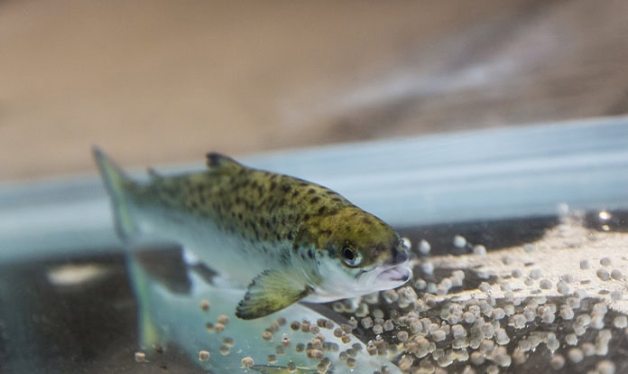 Nofima study shows zinc coating enhances digestibility in salmon feed