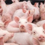 Nominations open for global award recognizing swine educators