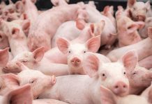 Nominations open for global award recognizing swine educators
