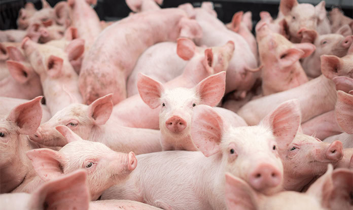 Nominations open for global award recognizing swine educators