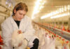 Nor-Feed accelerates innovation in botanical additives for swine and poultry