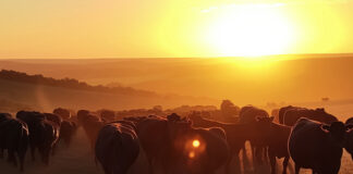 North America Animal Feed Market