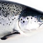 99 % of Norwegian salmon produced without any antibiotic in 2020