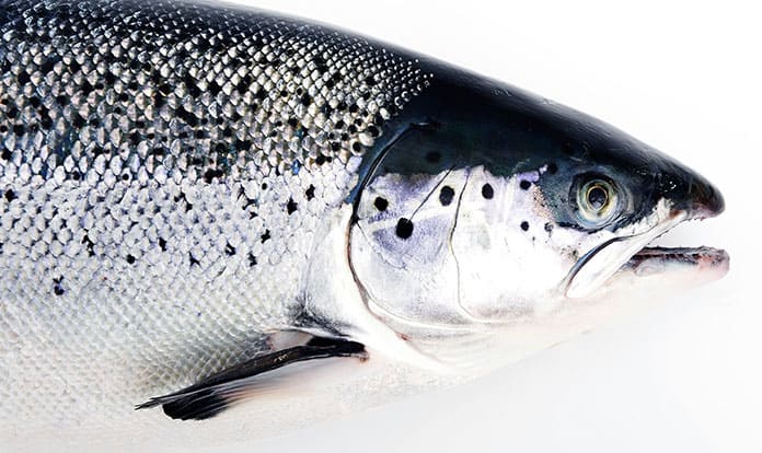 99 % of Norwegian salmon produced without any antibiotic in 2020
