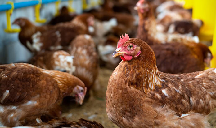 Novibio launches product to enhance intestinal health in poultry