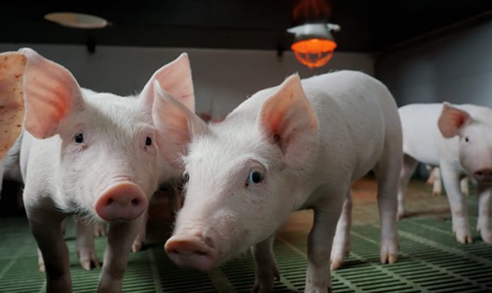 Novus International launches Scale Up™ program 