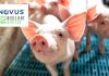 Novus and Resilient Biotics join forces for novel feed solution for pig health