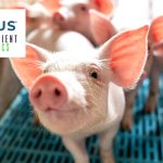 Novus and Resilient Biotics join forces for novel feed solution for pig health