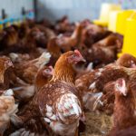 Novus experts assess Thailand’s poultry industry