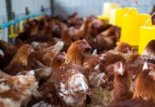 Novus experts assess Thailand’s poultry industry