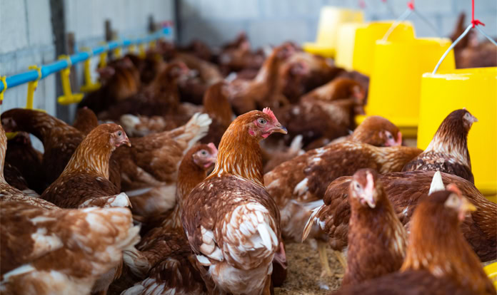 Novus experts assess Thailand’s poultry industry