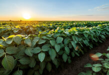 Novus experts to share insights on soybean efficiency and sustainability