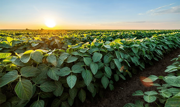 Novus experts to share insights on soybean efficiency and sustainability