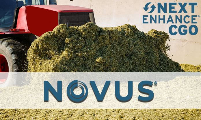 Novus introduces new feed solution that prioritizes dairy farmers’ income