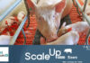 Novus launches Scale Up™ program for Sows