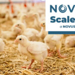 Novus launches its new Scale Up Program for Broiler