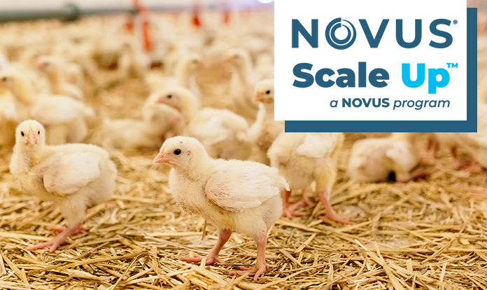 Novus launches its new Scale Up Program for Broiler