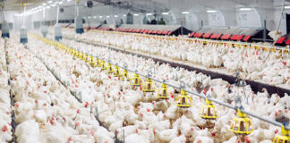 Novus shares innovation supporting poultry industry at IPPE