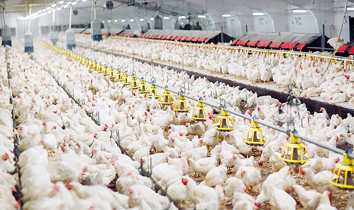 Novus shares innovation supporting poultry industry at IPPE
