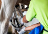 Novus tackles maximizing production efficiency for dairy farmers