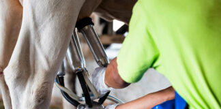 Novus tackles maximizing production efficiency for dairy farmers