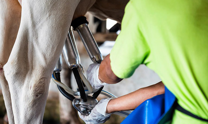 Novus tackles maximizing production efficiency for dairy farmers