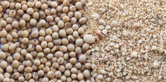 Novus to discuss feed's efficiency and cost at VIV Asia 2025