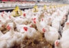 Novus to feature new poultry nutrition findings at IPSF 2026