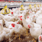 Novus to feature new poultry nutrition findings at IPSF 2026