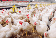 Novus to feature new poultry nutrition findings at IPSF 2026