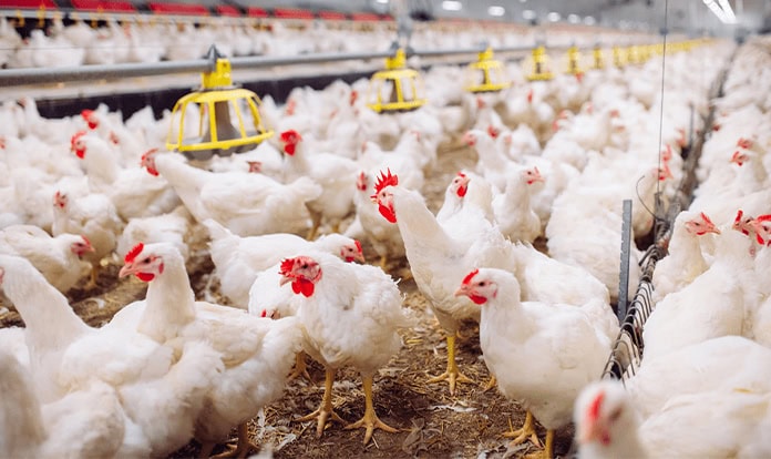 Novus to feature new poultry nutrition findings at IPSF 2026