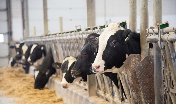 Novus to give insights on getting more from feed at WDMC 2025