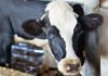 Novus to host webinar on new German Dairy Nutrition Recommendations