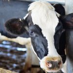 Novus to host webinar on new German Dairy Nutrition Recommendations