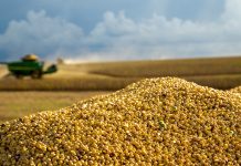 Novus to share analysis of U.S. soybean meal quality at IPPE 2025