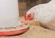 Novus to share negative impacts of feedstuffs at event