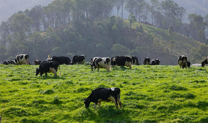 Novus to share tips on milk fat depression for ruminant nutritionists