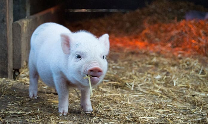 Nutreco announces intention to acquire Nutrimin