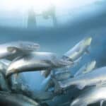 Nutreco invests in Nordic Aqua Partners