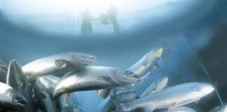 Nutreco invests in Nordic Aqua Partners